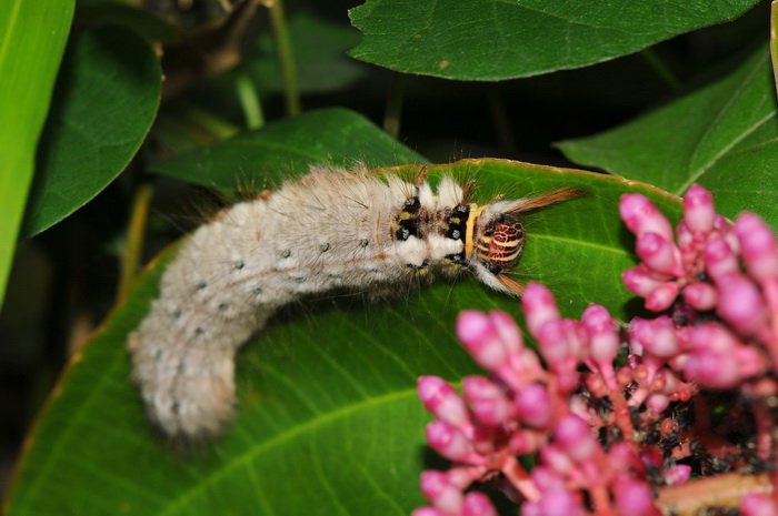 按此在新視窗瀏覽圖片