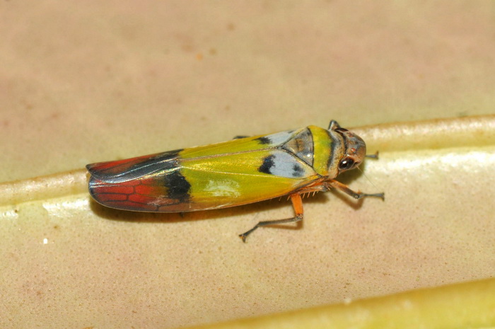 按此在新視窗瀏覽圖片