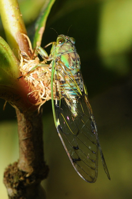 按此在新視窗瀏覽圖片