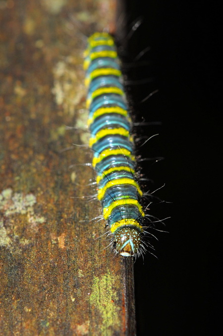 按此在新視窗瀏覽圖片
