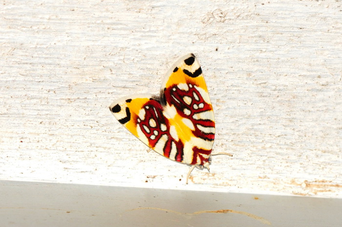 按此在新視窗瀏覽圖片