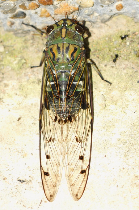 按此在新視窗瀏覽圖片