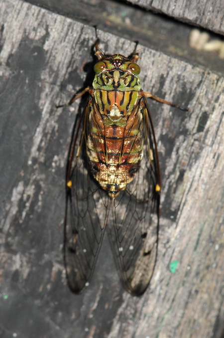 按此在新視窗瀏覽圖片