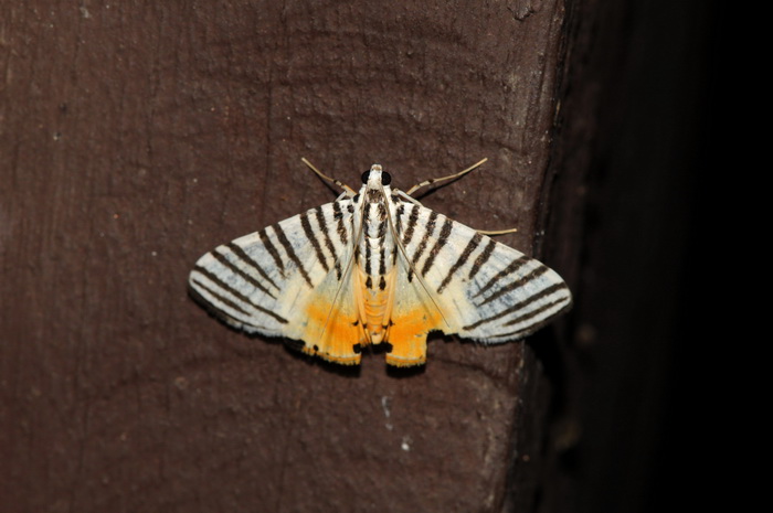 按此在新視窗瀏覽圖片