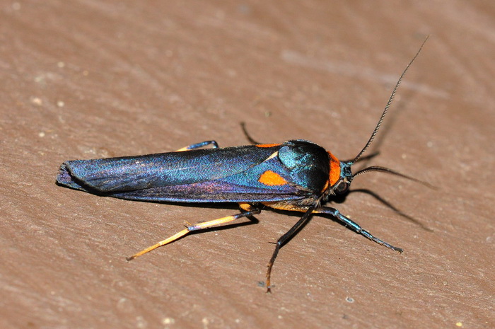 按此在新視窗瀏覽圖片