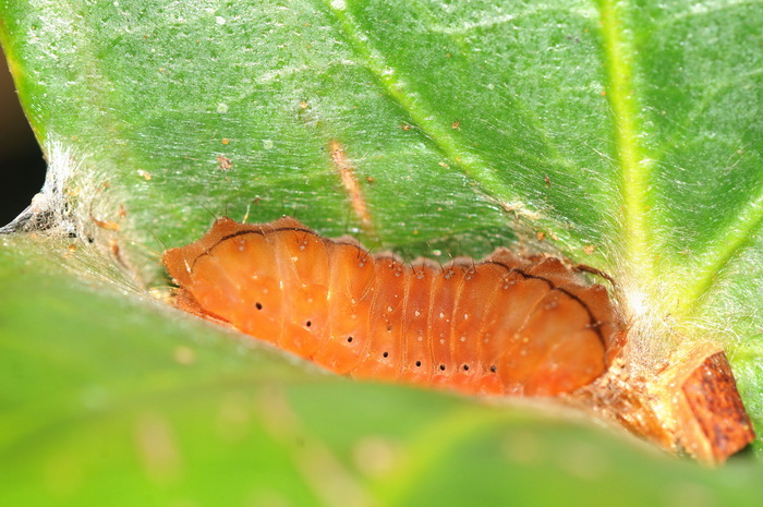 按此在新視窗瀏覽圖片