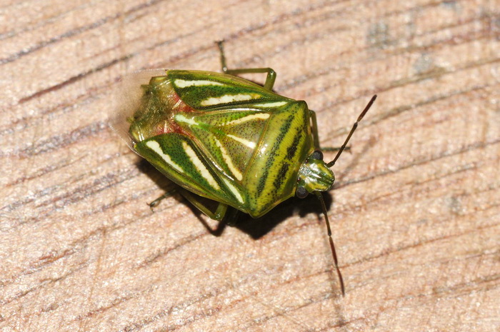 按此在新視窗瀏覽圖片