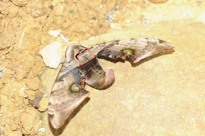 按此在新視窗瀏覽圖片