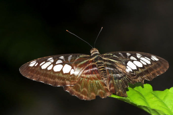 按此在新視窗瀏覽圖片