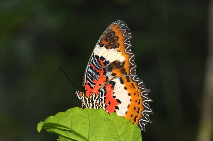 按此在新視窗瀏覽圖片