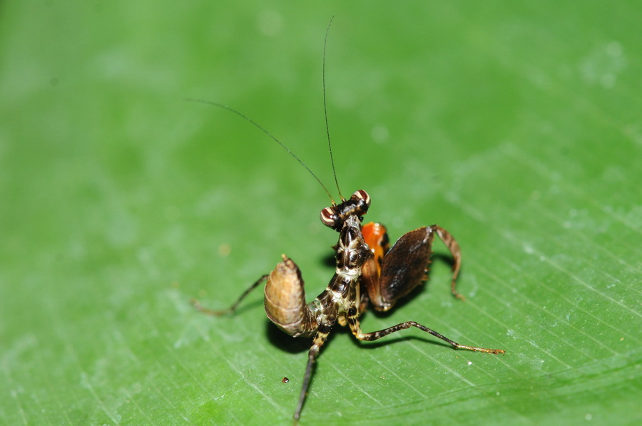按此在新視窗瀏覽圖片