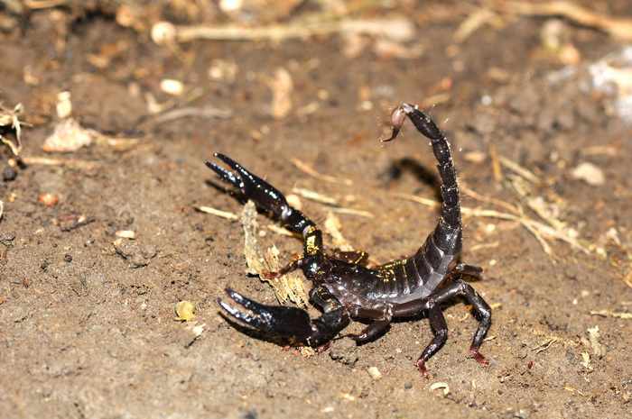 按此在新視窗瀏覽圖片