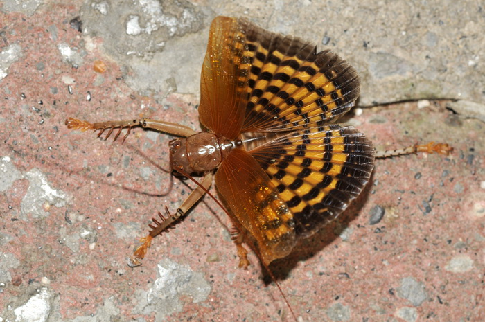 按此在新視窗瀏覽圖片