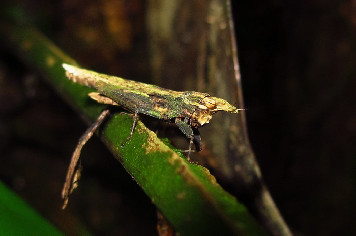 按此在新視窗瀏覽圖片