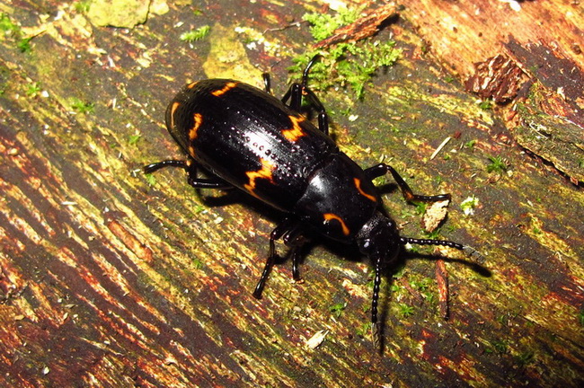 按此在新視窗瀏覽圖片