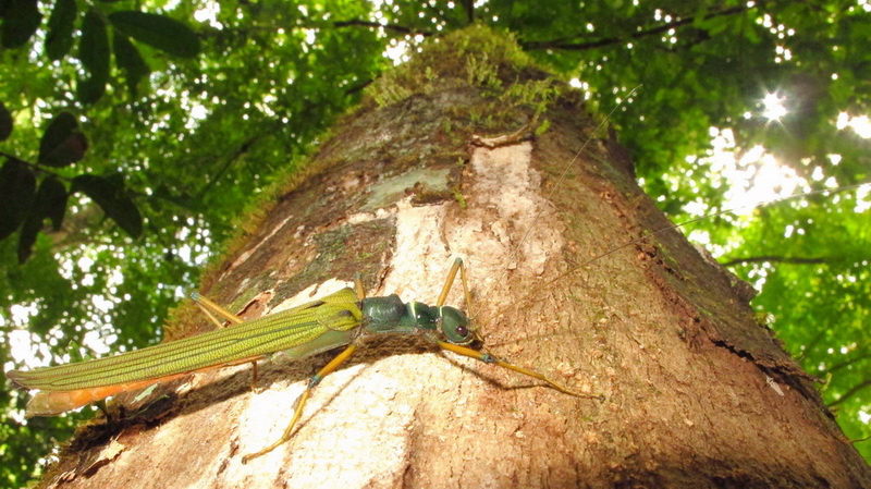 按此在新視窗瀏覽圖片