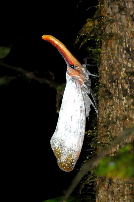 «ö¦¹¦b·sµøµ¡ÂsÄý¹Ï¤ù