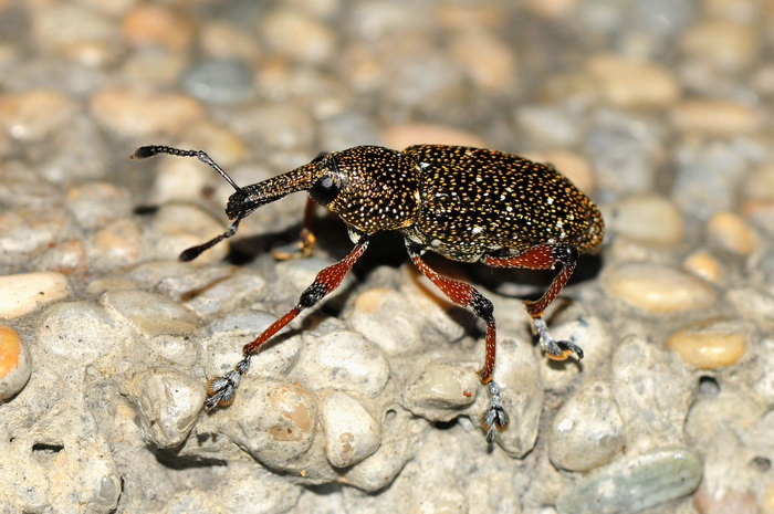 «ö¦¹¦b·sµøµ¡ÂsÄý¹Ï¤ù