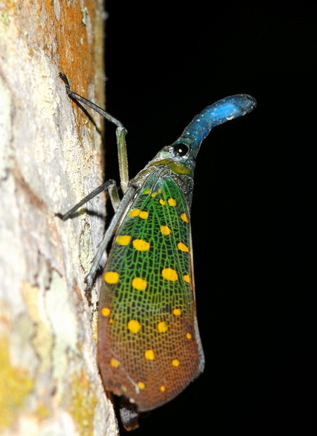 «ö¦¹¦b·sµøµ¡ÂsÄý¹Ï¤ù