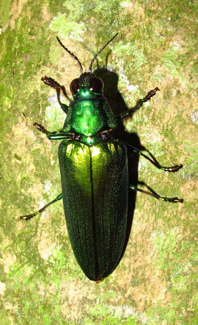 «ö¦¹¦b·sµøµ¡ÂsÄý¹Ï¤ù