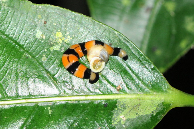 «ö¦¹¦b·sµøµ¡ÂsÄý¹Ï¤ù