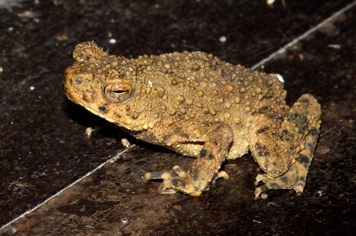 «ö¦¹¦b·sµøµ¡ÂsÄý¹Ï¤ù