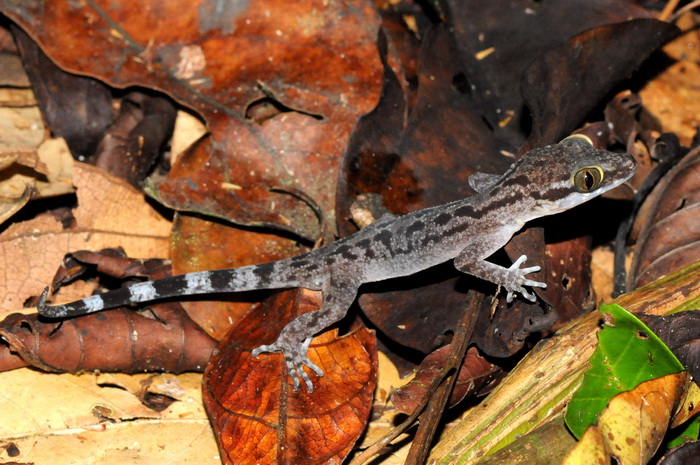 «ö¦¹¦b·sµøµ¡ÂsÄý¹Ï¤ù