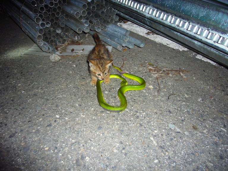 «ö¦¹¦b·sµøµ¡ÂsÄý¹Ï¤ù