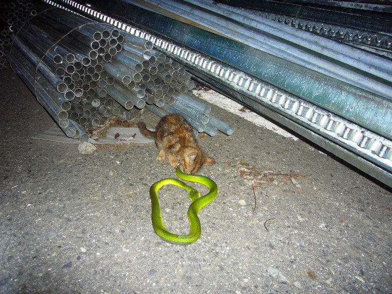 «ö¦¹¦b·sµøµ¡ÂsÄý¹Ï¤ù