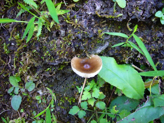 «ö¦¹¦b·sµøµ¡ÂsÄý¹Ï¤ù