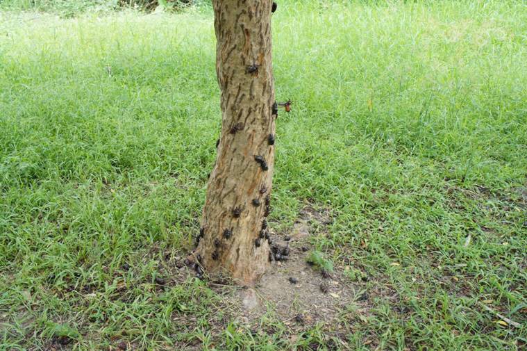 按此在新視窗瀏覽圖片