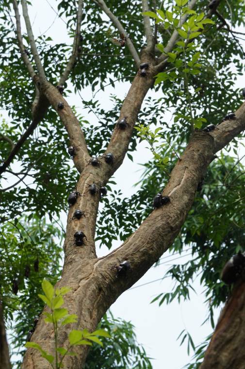 按此在新視窗瀏覽圖片