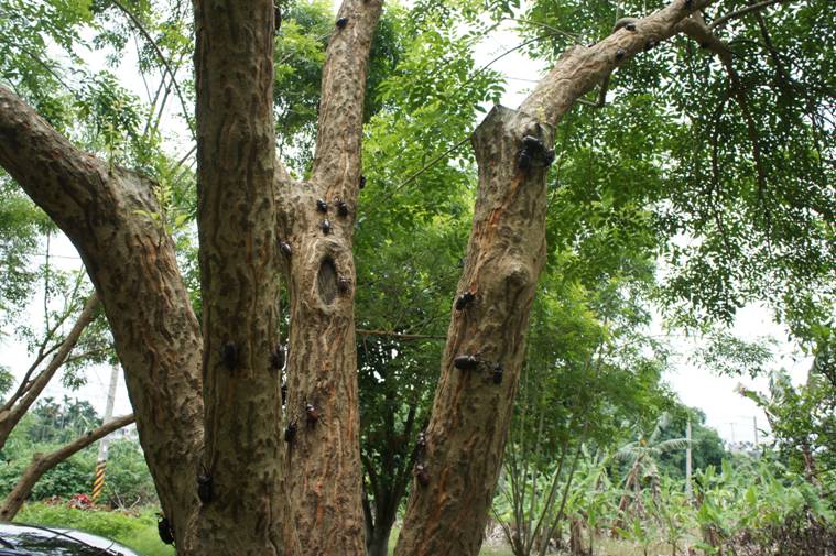 按此在新視窗瀏覽圖片