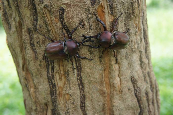 按此在新視窗瀏覽圖片
