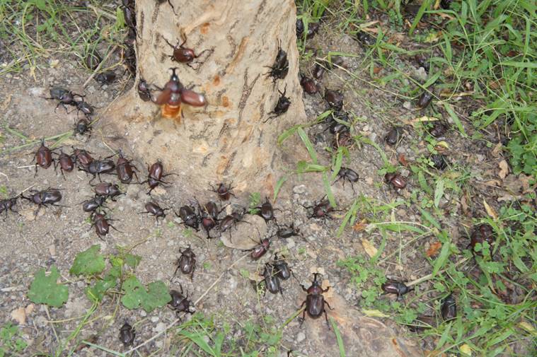 按此在新視窗瀏覽圖片