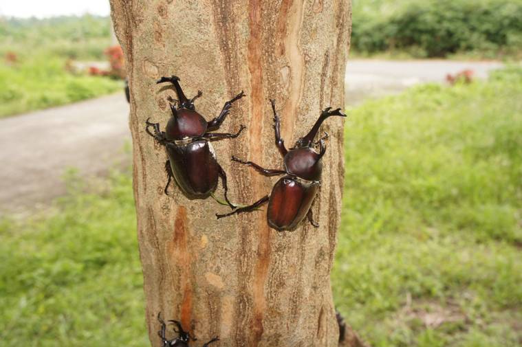 按此在新視窗瀏覽圖片