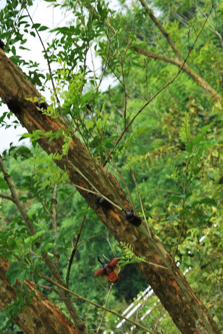 按此在新視窗瀏覽圖片