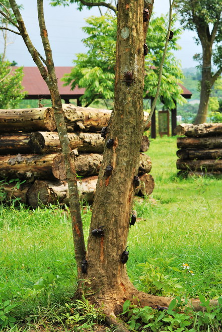 按此在新視窗瀏覽圖片