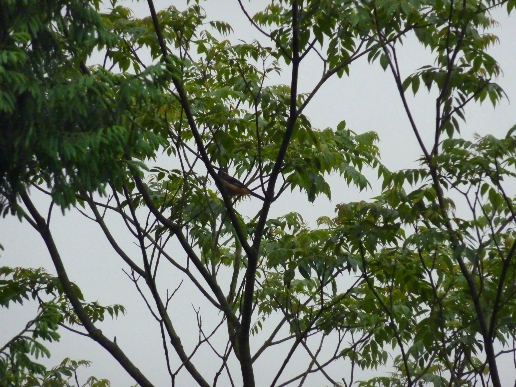 按此在新視窗瀏覽圖片