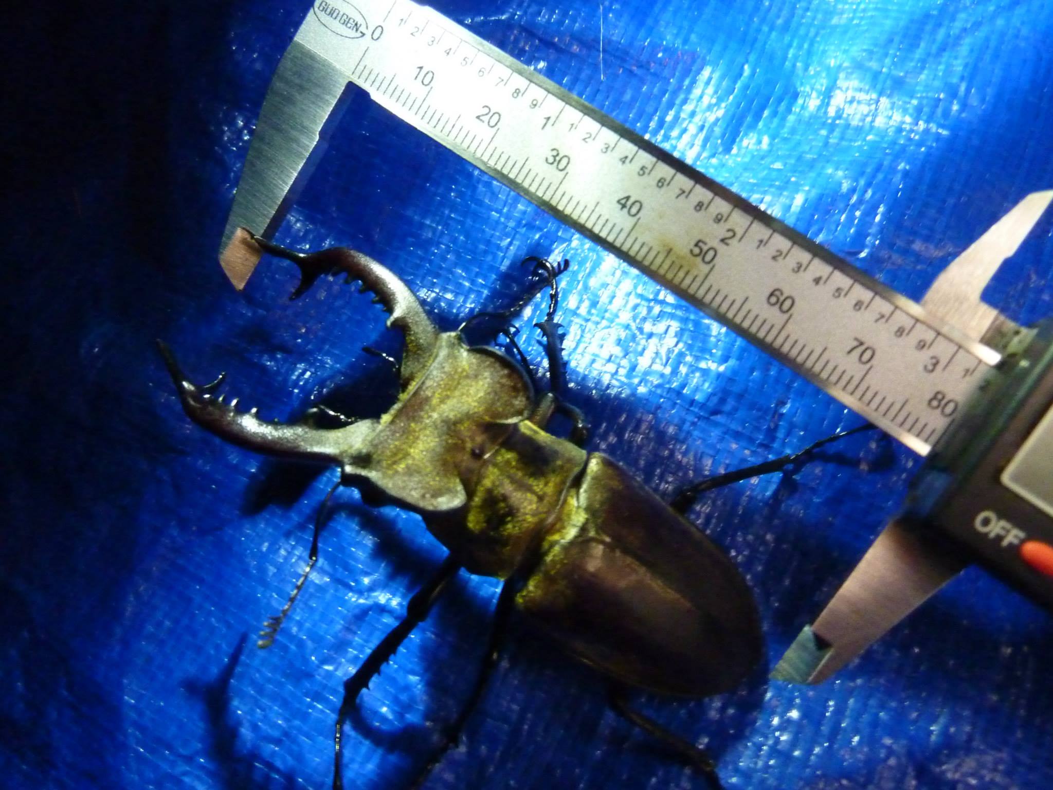 按此在新視窗瀏覽圖片