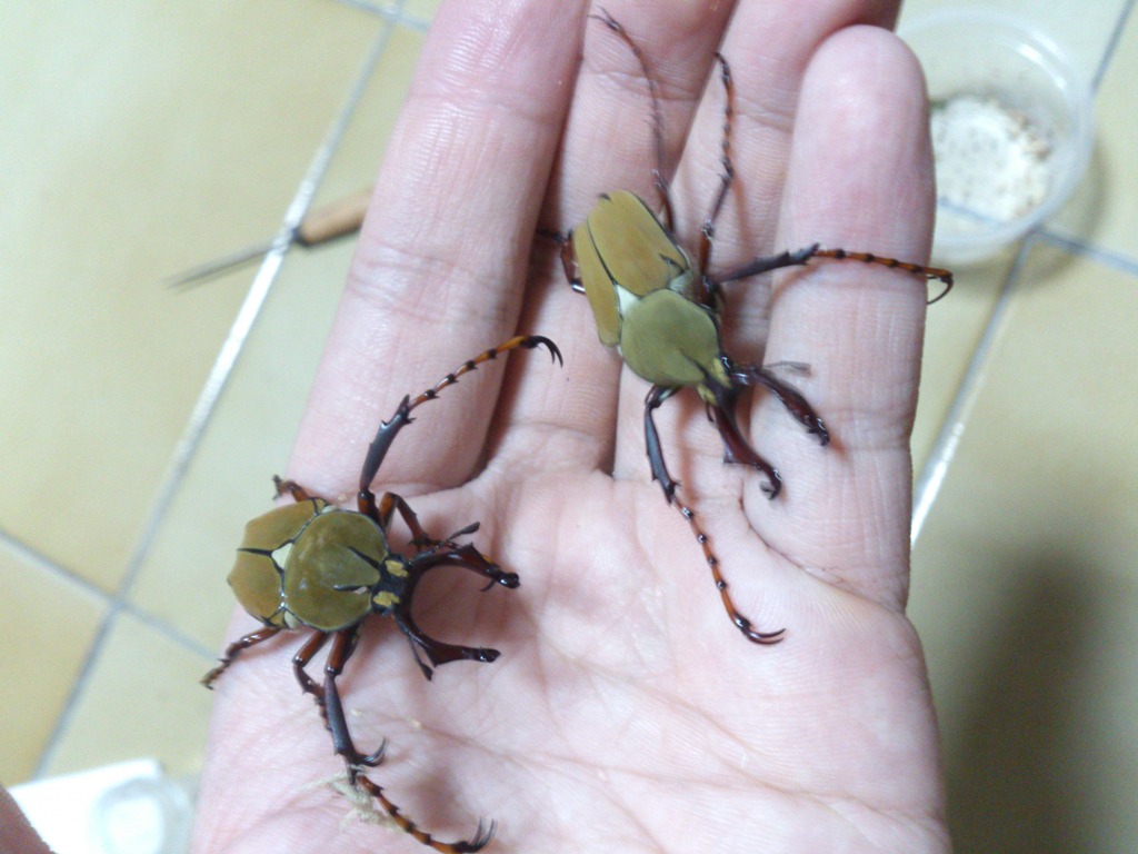 按此在新視窗瀏覽圖片