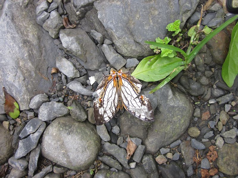 «ö¦¹¦b·sµøµ¡ÂsÄý¹Ï¤ù