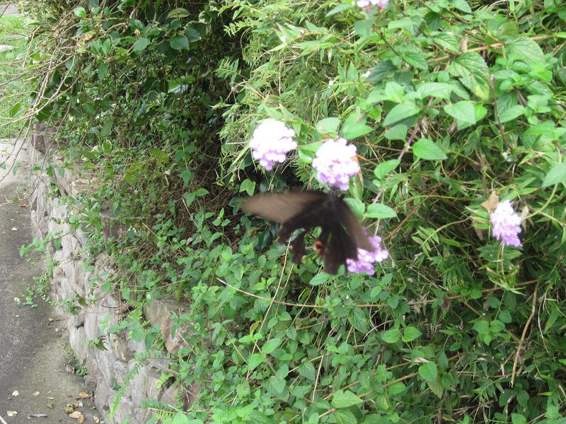 «ö¦¹¦b·sµøµ¡ÂsÄý¹Ï¤ù