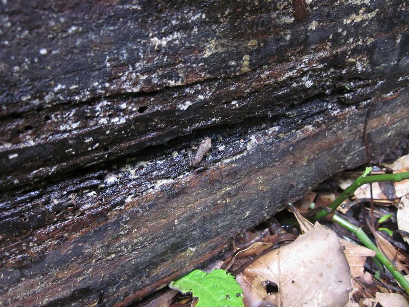 «ö¦¹¦b·sµøµ¡ÂsÄý¹Ï¤ù