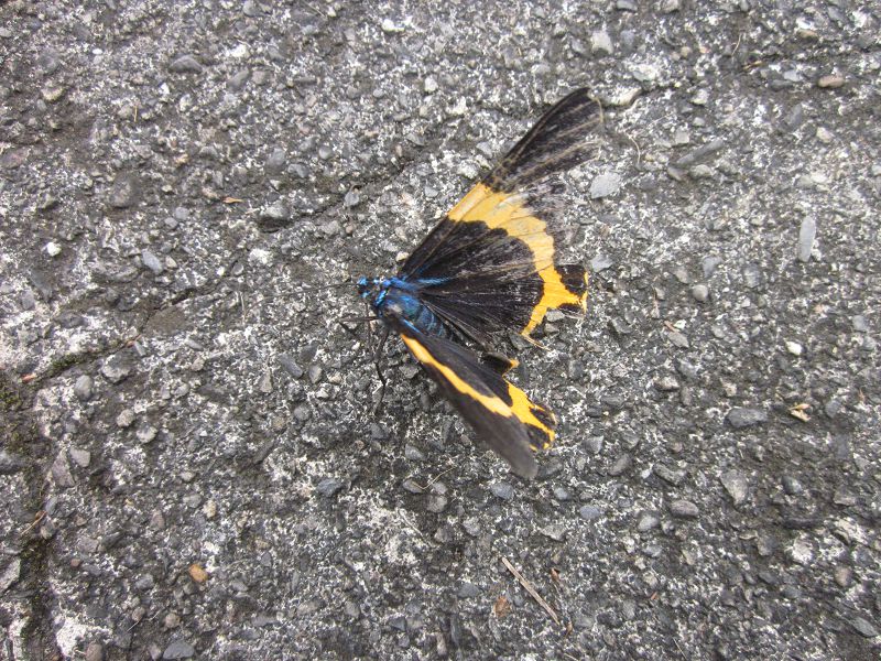 «ö¦¹¦b·sµøµ¡ÂsÄý¹Ï¤ù