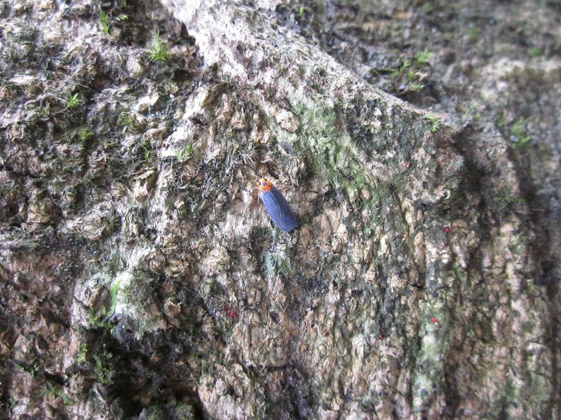 «ö¦¹¦b·sµøµ¡ÂsÄý¹Ï¤ù