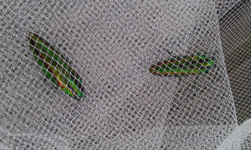 «ö¦¹¦b·sµøµ¡ÂsÄý¹Ï¤ù