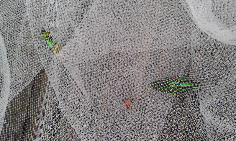 «ö¦¹¦b·sµøµ¡ÂsÄý¹Ï¤ù