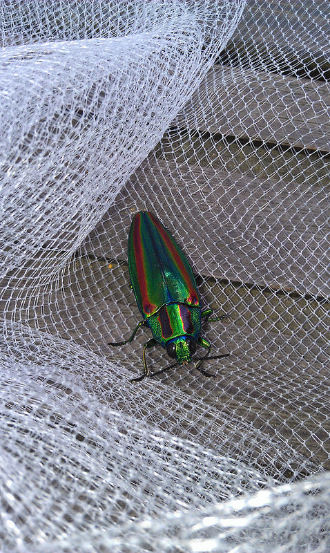 «ö¦¹¦b·sµøµ¡ÂsÄý¹Ï¤ù