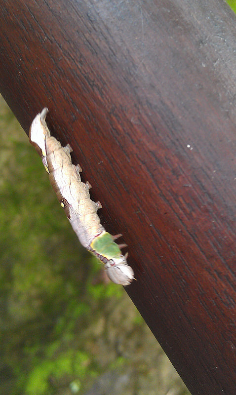 «ö¦¹¦b·sµøµ¡ÂsÄý¹Ï¤ù